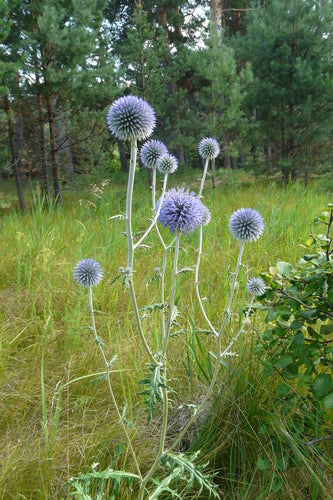 Bol distel — Bild 4