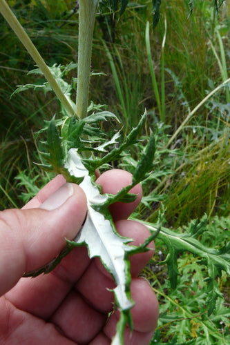 Bol distel — Bild 2