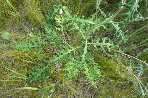 Bol distel — Bild 3