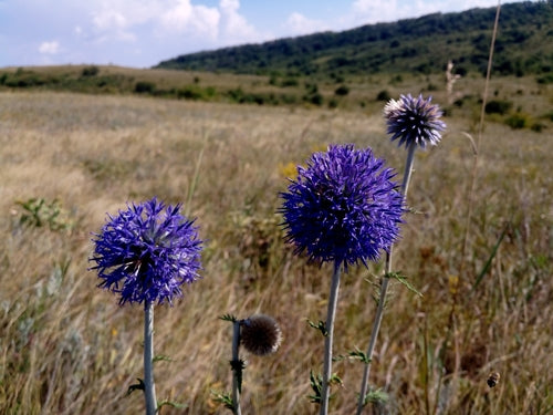 Bol distel — Bild 5