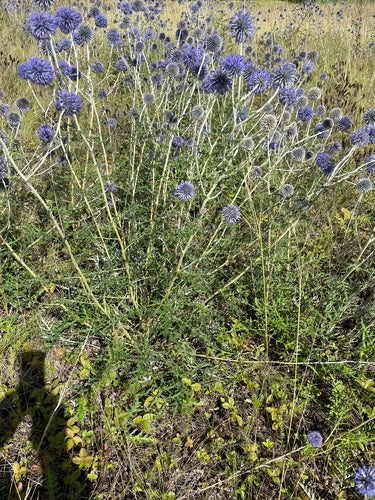 Bol distel — Bild 1