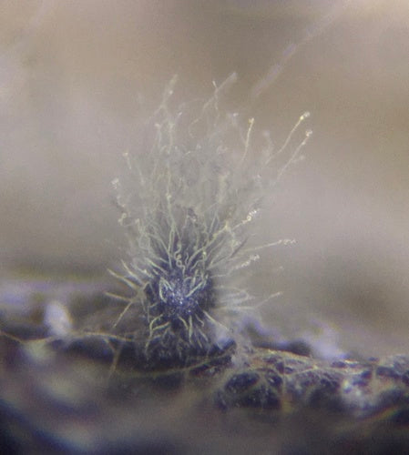 Chaetomium globosum — foto 1 van 21