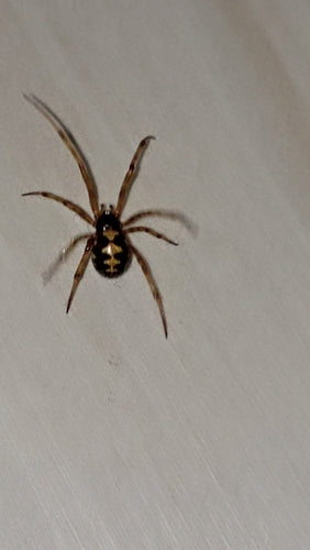 Orb-spinnen — Bild 2