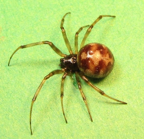 Orb-spinnen — Bild 4