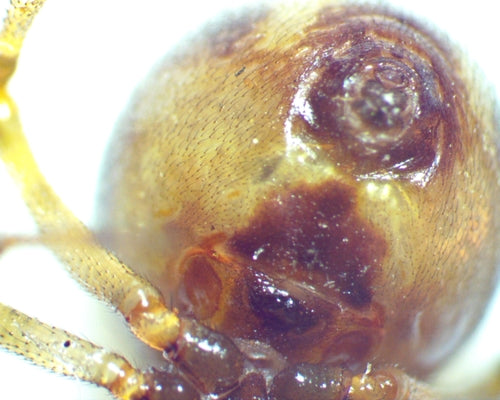 Orb-spinnen — Bild 3