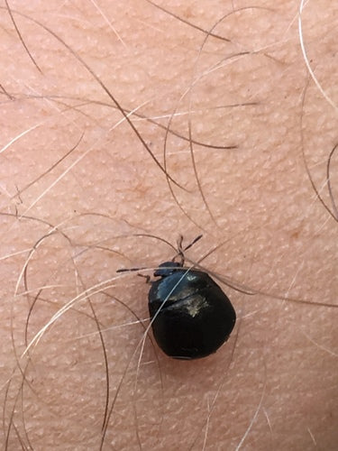 Kogel bug — Bild 3