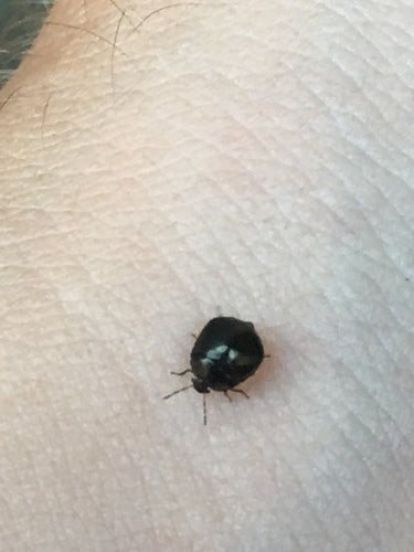 Kogel bug — Bild 5