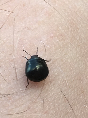 Kogel bug — Bild 4