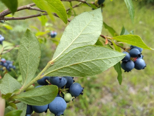Gecultiveerde bosbessen — Bild 3