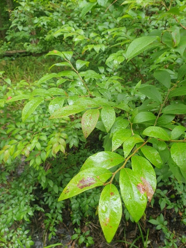 Gecultiveerde bosbessen — Bild 2