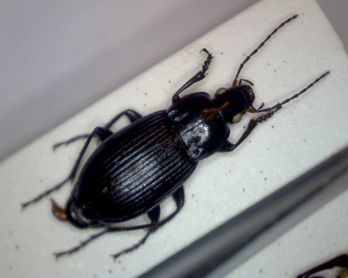 Koperkleurig bonte vulpen — Bild 5