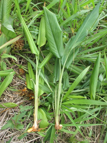 kurkuma — foto 5 van 10