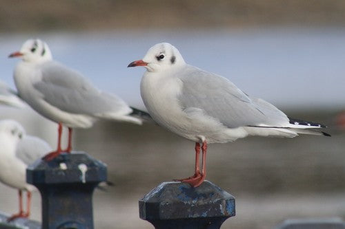 Meeuw met zwarte kop — Bild 4