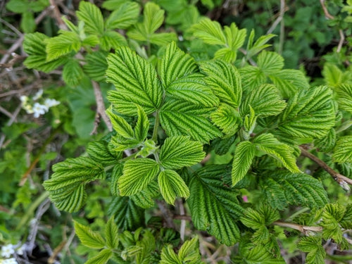 Zalmbes — Bild 3