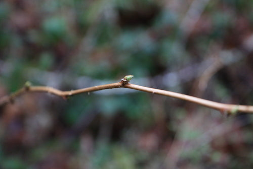 Zalmbes — Bild 5