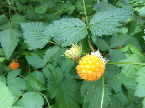 Zalmbes — Bild 1