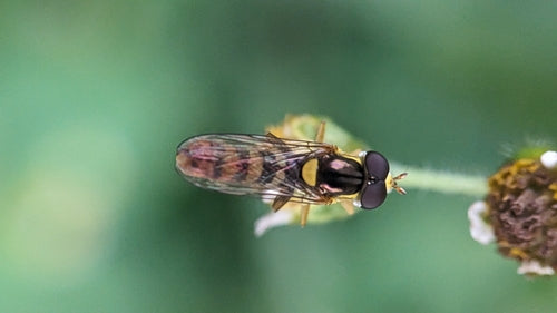 Langbuikzweefvlieg — Bild 4