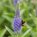 Blüte von Langblättriger Ehrenpreis (Veronica maritima) in Nahaufnahme (KI-generiert)