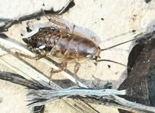 Laplandse kakkerlak — Bild 1