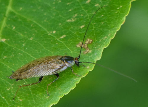 Laplandse kakkerlak — Bild 2