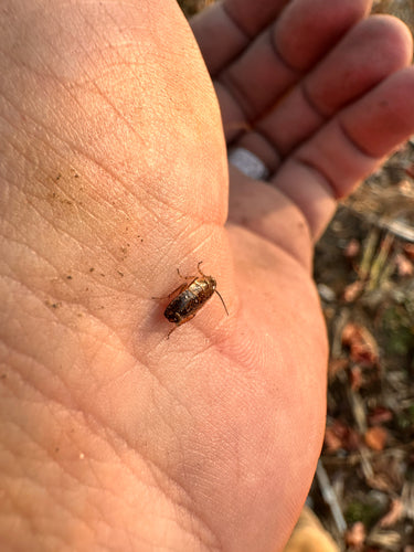 Laplandse kakkerlak — Bild 5