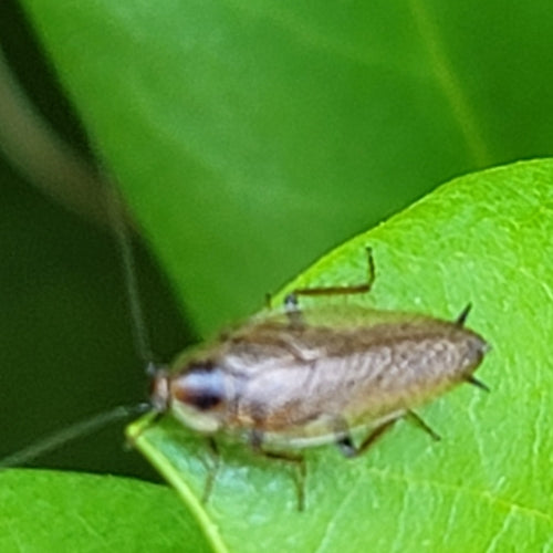 Laplandse kakkerlak — Bild 3
