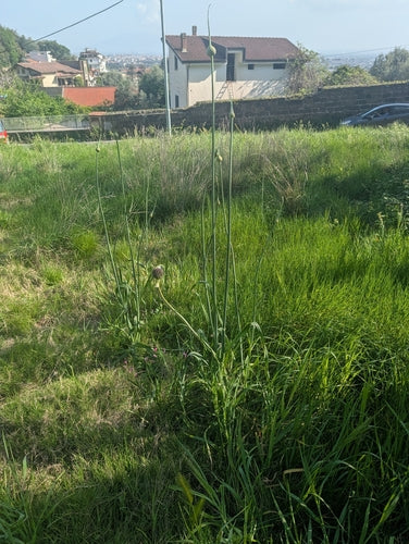 Prei — foto 4 van 11