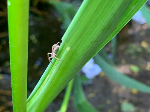 Lopende spinnensoorten — Bild 5