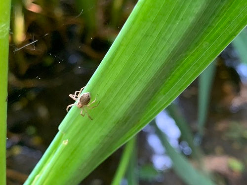 Lopende spinnensoorten — Bild 4