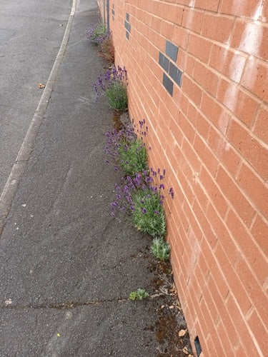 lavendel — Bild 2