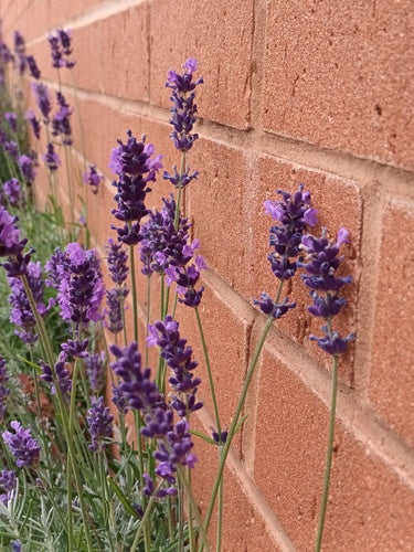 lavendel — Bild 4