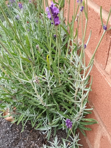 lavendel — Bild 3