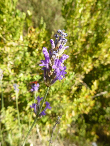 lavendel — Bild 4