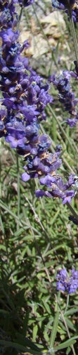lavendel — Bild 1
