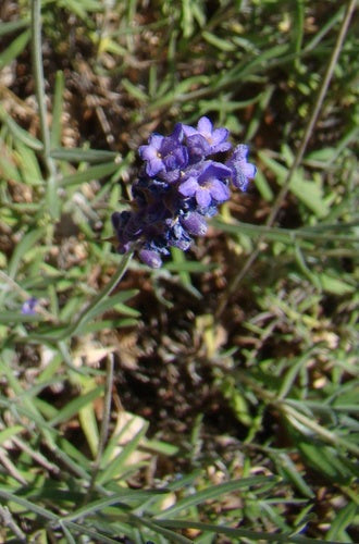 lavendel — Bild 2