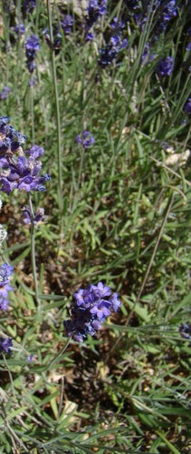 lavendel — Bild 3