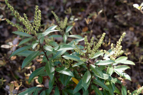 Lavendel heide — Bild 3