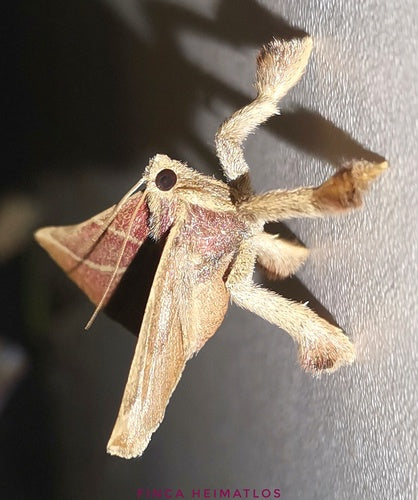 voedsel motten — Bild 2
