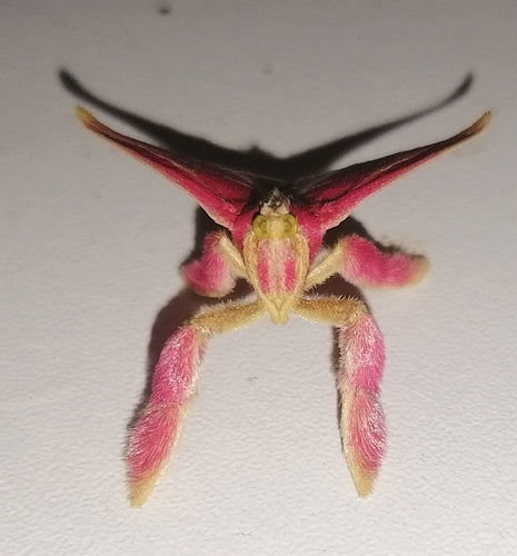 Lebensmittelmotten - Bild 4