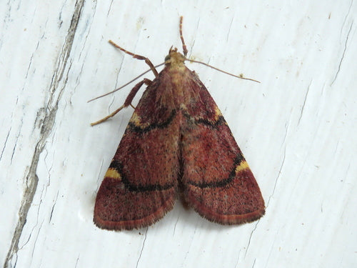 Lebensmittelmotten - Bild 8