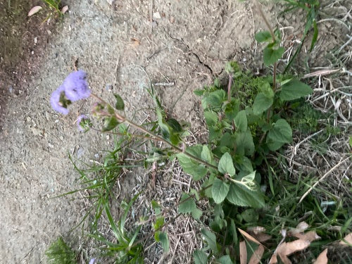 Lever balsem — Bild 5