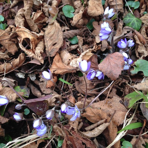 Levermossen — Bild 5