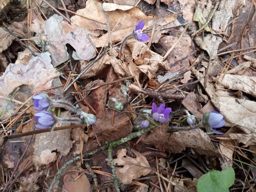Levermossen — Bild 3