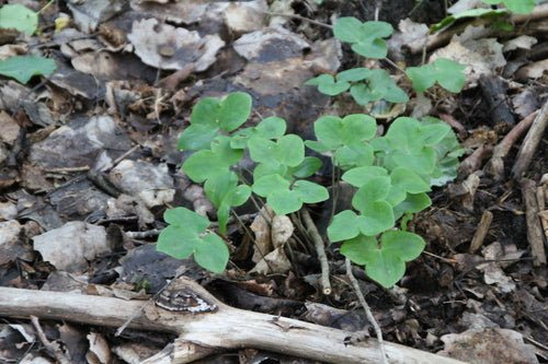 Levermossen — Bild 2