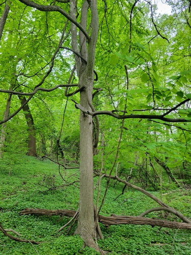 Peperkoek boom — Bild 1