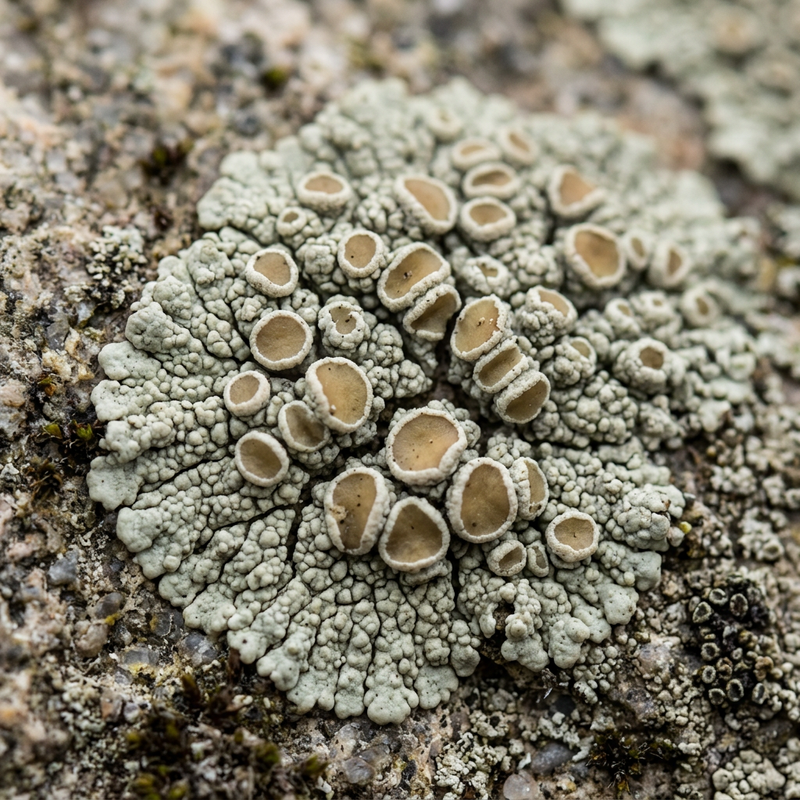 Lecanora korstmos (Lecanora), AI-illustratie