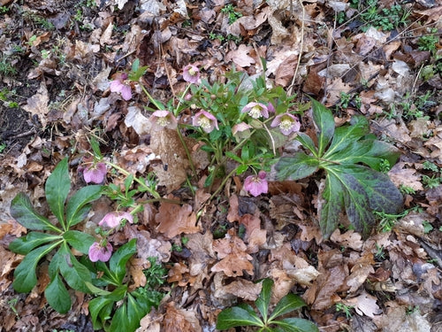 Lenzrose — Bild 3