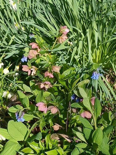 Lenzrose — Bild 5