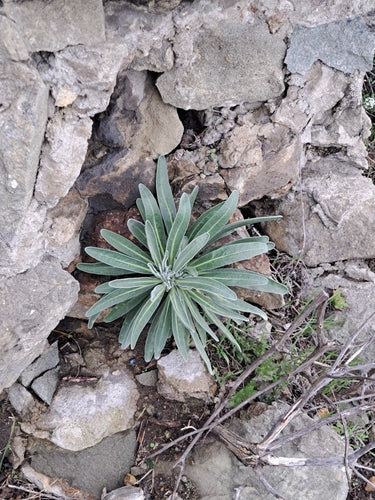 Levkojen — Bild 5