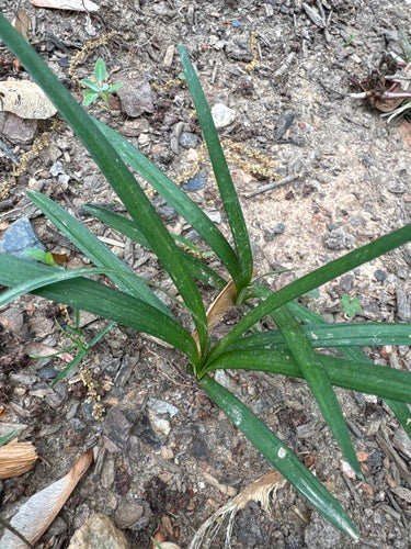 Lelie cluster — Bild 5